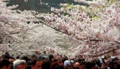 你見過空無一人的中山公園櫻花大道嗎？美！